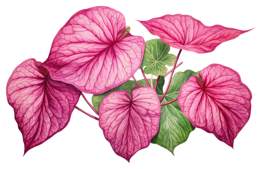 PNG Flower plant petal leaf.