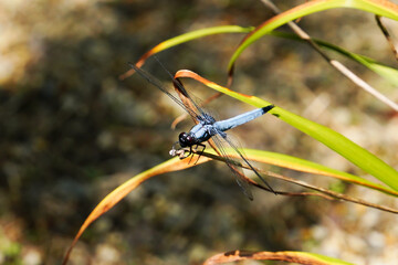 葉っぱに止まるシオカラトンボ
