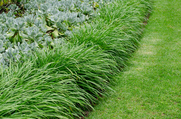 A well-maintained garden border featuring a row of lush green ornamental grass, ground covering...