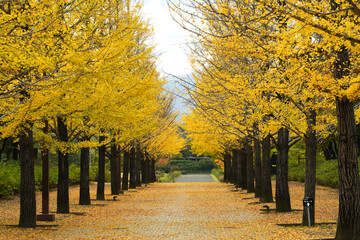 福島県あずま総合運動公園のイチョウ並木