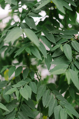 Green Leaf Canopy so green