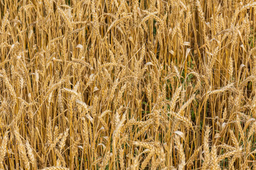 Backdrop of ripe wheat. Agricultural concept