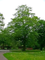 Obraz premium trees in the park