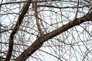 The background with branches of trees without leaves.Spring is coming. Spring sunlight on tree branches.