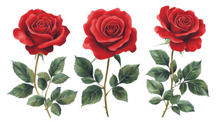 set of red roses isolated on white background 