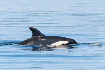 Fototapeta premium protective whale mother nudging playful calf toward surface