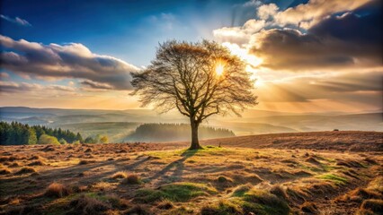 A solitary tree stands silhouetted against a breathtaking sunset, its branches reaching towards the radiant sun's rays, casting long shadows across the golden, tranquil landscape.