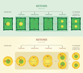 Illustration of Mitosis Diagram Showing Cell Division in Plant and Animal Cells