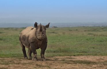 front view of a lone, curious, adorable and alert black rhino calf standing in the wild open plains of solio game reserve, kenya © Nirav Shah