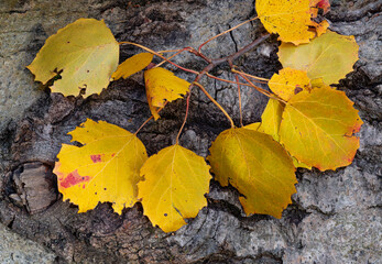 719-52 Aspen Gold
