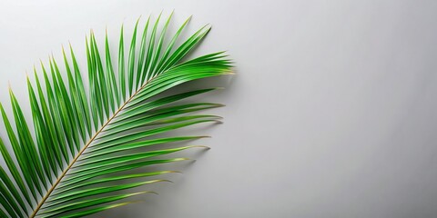 Fototapeta premium Summer Vibes: Pastel Gray Background with Coconut Palm Leaf - Flat Lay Stock Photo