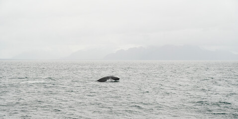 Obraz premium whale in alaska