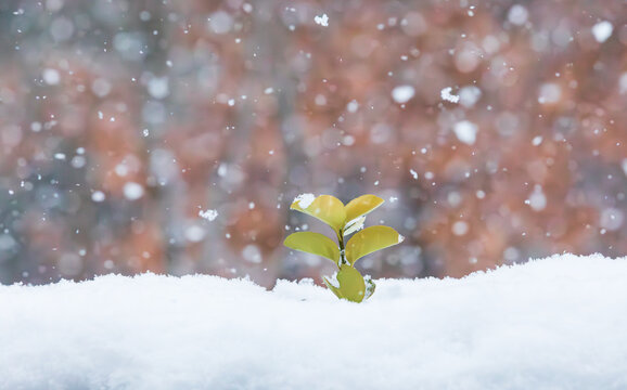 Snow piled up on the leaves of an evergreen spindle tree in a snowy park.