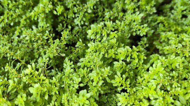 Close-up of Artillery Plant (Pilea microphylla) abstract textured background