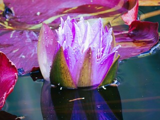 Close of the Purple water lily flower in the pond 