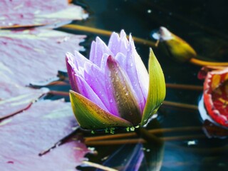 Tilted Water lily floating in the pond in purple bloom 