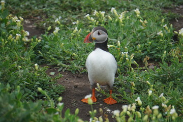single puffin in the grass