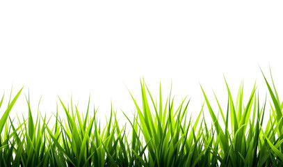 Fototapeta premium Vibrant Green Grass Border for Design Projects