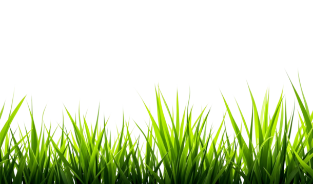 Vibrant Green Grass Border for Design Projects