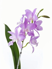 Beautiful lavender flowers on a white background