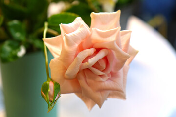 Original flowers made of polymer clay. The most realistic display. Soft focus. Close-up.