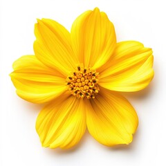 Obraz premium Bright Yellow Flower With Distinctive Petals And Dark Center On A Clean White Background