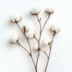 cotton flowers on white background