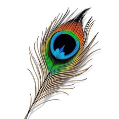 Obraz premium peacock feather on white background