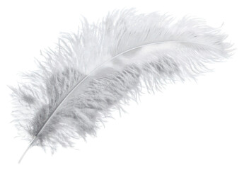 PNG Ostrich feather background white gray.