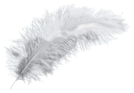 PNG Ostrich feather background white gray.