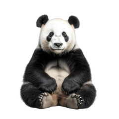 Obraz premium A cute panda, an endangered animal