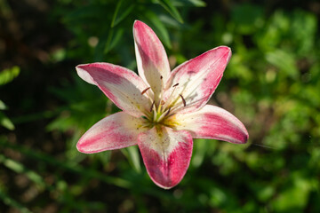 White lily with pink edges. Perennial garden flower against a green background. Liliaceae bulbous plants. Opened bud with two-colored petals. Gardening and growing flowers.