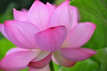 上野不忍池の蓮の花と弁天堂