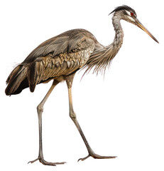 Obraz premium PNG Vintage Bird Animal bird isolated animal.