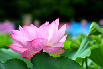 上野不忍池の蓮の花と弁天堂