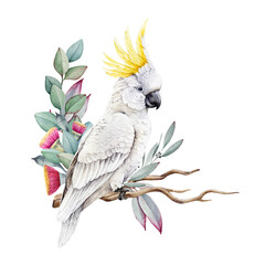 White cockatoo with eucalyptus leaf, flower decor watercolor illustration. Hand drawn Cacatua galerita Australia wildlife native bird. Cute cockatoo parrot with floral decoration on white background © anitapol
