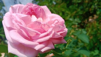 Pink rose in garden romantic valentines 