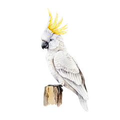 Sulphur-crested cockatoo vintage style watercolor illustration. Hand drawn Cacatua galerita Australia native bird. Cute white cockatoo with yellow crest perched on a branch on white background © anitapol