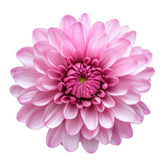 A blooming pink chrysanthemum