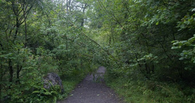 small group of trees Fallen over a path next to the river sychryd at Coed-Y-Rhaidyr, Pontneddfechan, Neath,