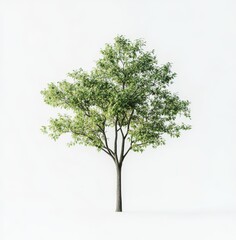Obraz premium Studio-shot green tree, isolated, white background, landscaping design