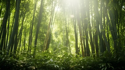 Obraz premium Bamboo Forest Bathed in Soft Filtered Sunlight Beams Streaming Through the Lush Towering Stalks and Verdant Canopy Creating a Serene Peaceful Atmosphere