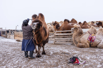 A Mongolian herder in traditional attire tends to a Bactrian camel in a snowy livestock pen,...