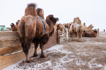 Bactrian camels with thick fur gather near a wooden fence in Mongolia, enduring the harsh winter...