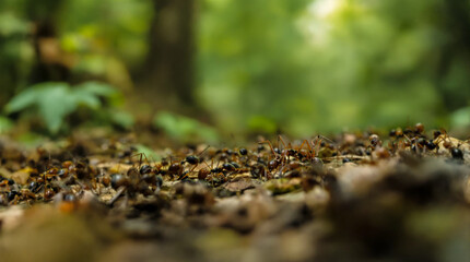 Fototapeta premium A group of black ants are on the ground.