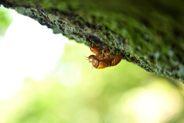 コケにたかるセミの抜け殻