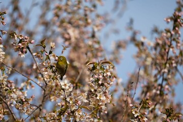 冬のヒマラヤザクラに寄り添うメジロ