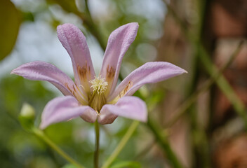 Fototapeta premium 可憐に咲く綺麗な花