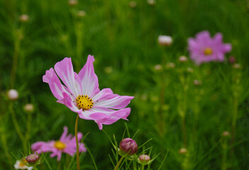 可憐に咲く綺麗なコスモスの花