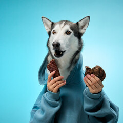 A Siberian Husky dressed in a hoodie confidently poses with treats in its paws against a blue...